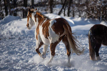Running Chestnut paint Horse