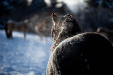 Back View of a Canadian Horse Breed After Work in Winter
