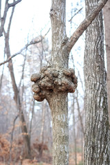 A gnarl or knot in wood looks like nodule.