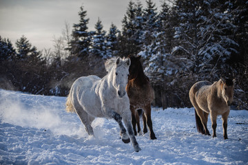 Running Grey Quarter Horse in the Snow