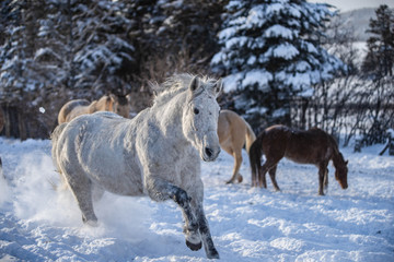 Fototapeta na wymiar Beautiful Grey Running Quarter Horse 