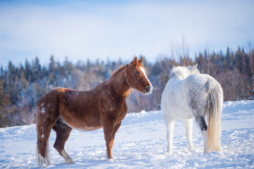 Fototapeta na wymiar Two Horses Standing in the Snow in Winter in Quebec Canada