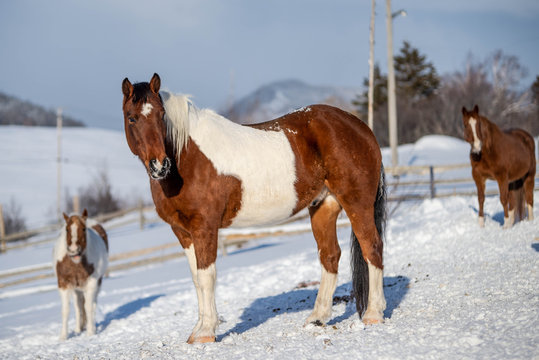 Paint Horse Standing Outside in Winter 