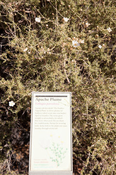 fallugia,paradoxa or apache plume plant found in southwest arid arizona