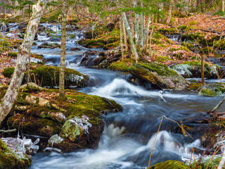 Stream in the forest, woods, no people, flowing