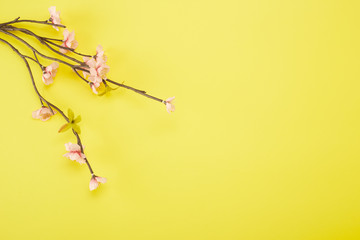 Plum Flowers on yellow background
