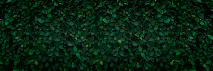Backdrop of green leaves natural wall.