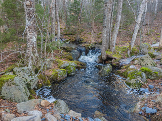 Stream in the forest, woods, no people, flowing