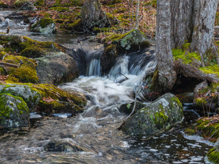 Fototapeta na wymiar Stream in the forest, woods, no people, flowing