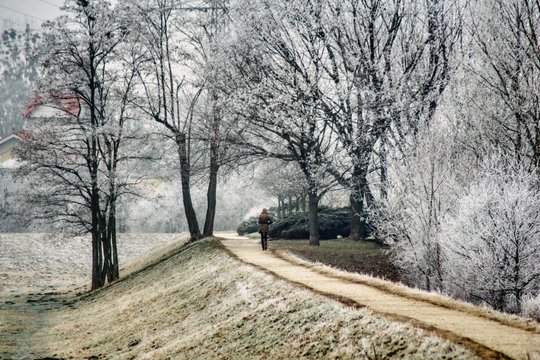 samotna kobieta spacerująca wśr&oacute;d oszronionych drzew