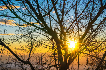 Sunrise through the trees in the morning with mountain natural background.
