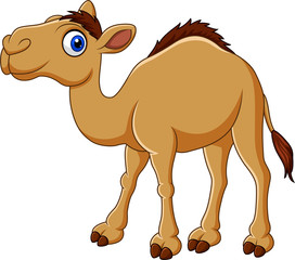 Cartoon camel isolated on white background