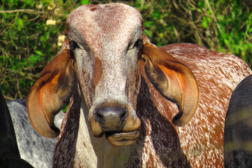 close-up ox grazing on green field in farm area. Agricultural production of bovine animals