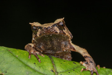 Obraz premium close up image of a Borneo horned frog from Borneo on green leaves