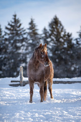 Cute Chestnut Poney Standing in the Snow After Working in the Snow, Wet Horse in Winter, Frozen horse