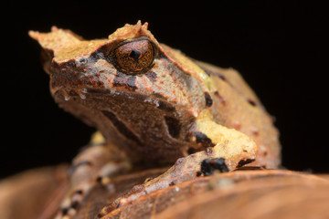 close up image of a Borneo horned frog from Borneo on green leaves