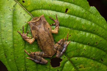 close up image of a Borneo horned frog from Borneo on green leaves