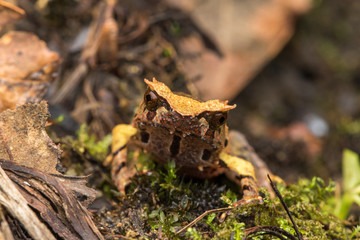 Naklejka premium close up image of a Borneo horned frog from Borneo on green leaves