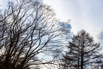 Fototapeta na wymiar Falling leaf tree with winter sky