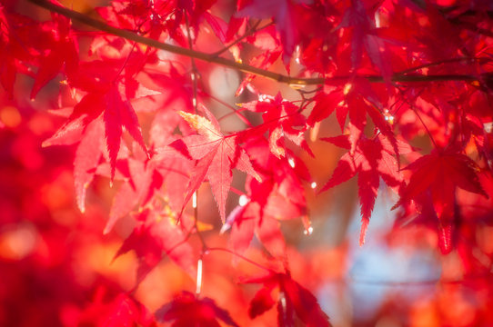 Red maple leaves in autumn in the neigbourhood of the Mount Fuji, Japan.