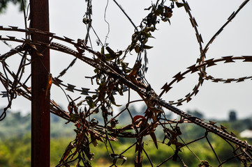 Barbed wire fence