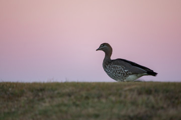 Australian wood duck maned duck or maned goose (Chenonetta jubata)
