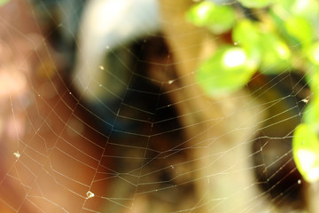 spider net in rural