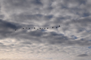 Geese