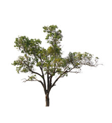 Obraz premium tree isolate on white background