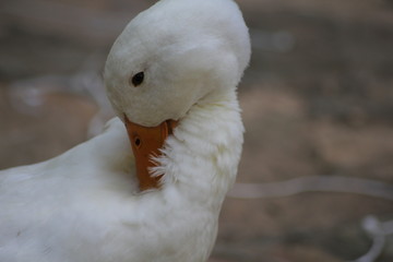 Pato