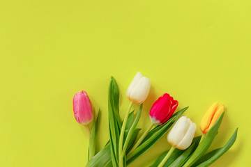 Lovely tulip flowers composition. Beautiful tulips, colored tulips.