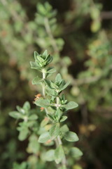 Lemon Thyme