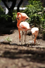 Aves