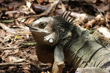 Iguana