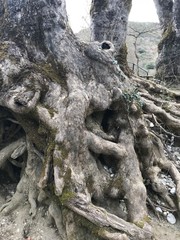 roots of a tree