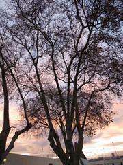 Lisbon and Brussels trees