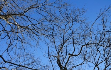 branches of a tree against blue sky