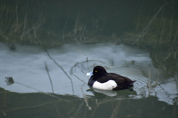 都会の川のキンクロハジロ