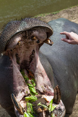 Showing Hippo Teeth