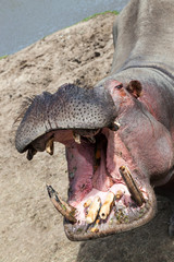 Hippo With an Open Mouth