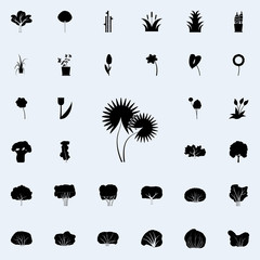 Washingtonian nit icon. Plants icons universal set for web and mobile