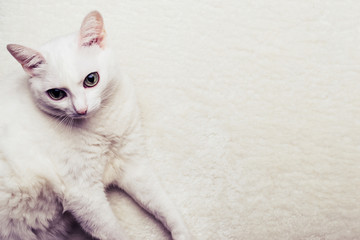 Portrait of a white fat old cat on a white fur rug. Selective focus on cat face