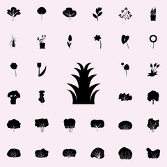 aloe icon. Plants icons universal set for web and mobile