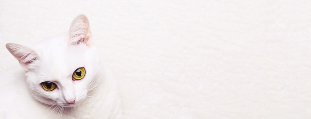 White adult cat with yellow eyes on a white soft carpet, banner format