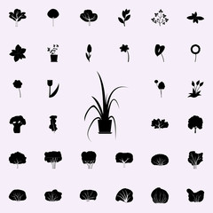 chinese evergreen icon. Plants icons universal set for web and mobile