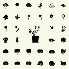 salal leaves icon. Plants icons universal set for web and mobile