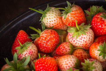 Fresh harvest strawberries background..Fresh organic strawberry