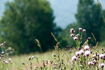 flowers in the field