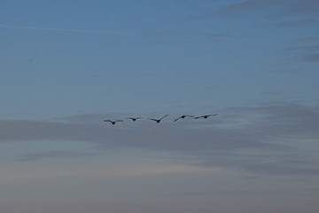 Geese