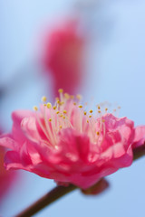Fototapeta premium ピンクの梅の花